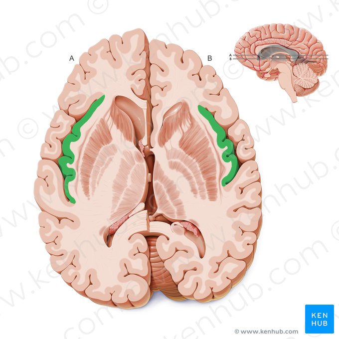 Insular lobe (Insula); Image: Paul Kim