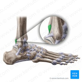 Tibia: Anatomy and clinical notes | Kenhub