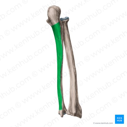 Face postérieure de l'ulna (Facies posterior ulnae); Image : Yousun Koh