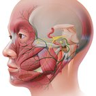 Nervio facial (VII par craneal)