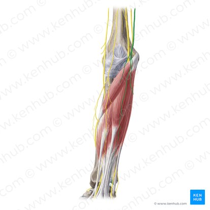 Medial antebrachial cutaneous nerve (Nervus cutaneus medialis antebrachii); Image: Yousun Koh