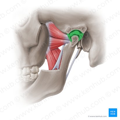 Articulatio temporomandibularis (Kiefergelenk); Bild: Paul Kim