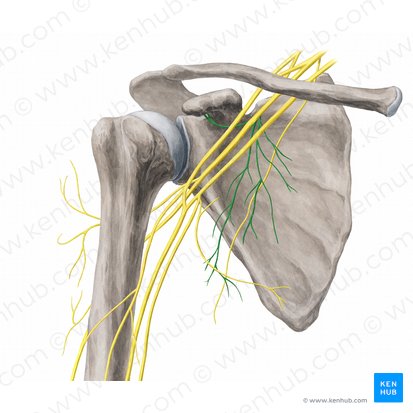 Nervos subescapular (Nervi subscapulares); Imagem: Yousun Koh