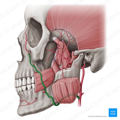 Arteria facial (Arteria facialis); Imagen: Paul Kim