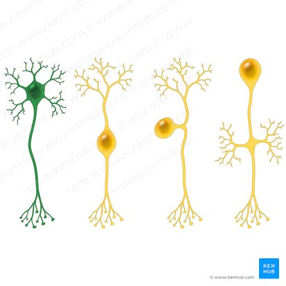Neuron multipolare (Multipolare Nervenzelle); Bild: Paul Kim