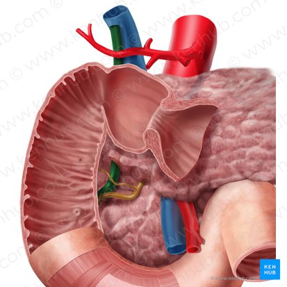 Ducto colédoco (Ductus biliaris); Imagem: Begoña Rodriguez