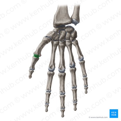 Articulatio metacarpophalangea 1 (Grundgelenk des Daumens); Bild: Yousun Koh