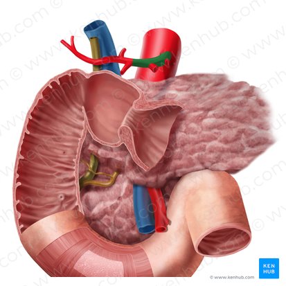 Common hepatic artery (Arteria hepatica communis); Image: Begoña Rodriguez