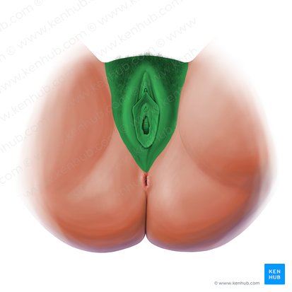 Vulva; Image: Paul Kim