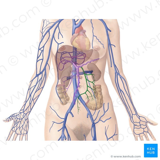 Vena mesenterica inferior (Untere Eingeweidevene); Bild: Begoña Rodriguez