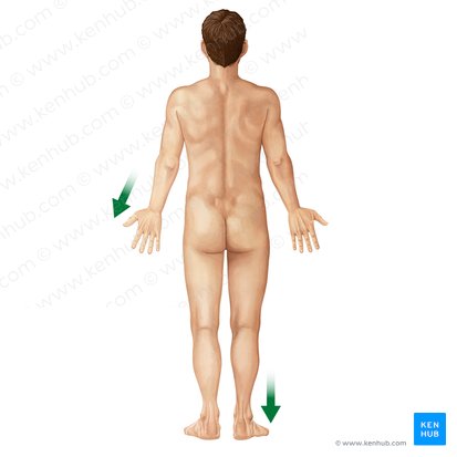 Distal (Distalis); Image: Irina Münstermann