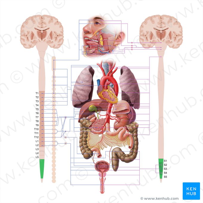 Porción sacra de la médula espinal (Pars sacralis medullae spinalis); Imagen: Paul Kim