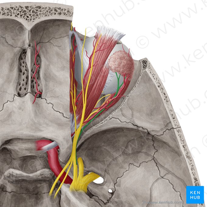 Nervo lacrimal (Nervus lacrimalis); Imagem: Yousun Koh