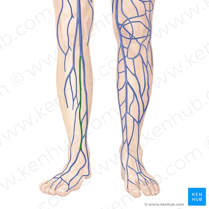 Veia tibial anterior (Vena tibialis anterior); Imagem: Begoña Rodriguez