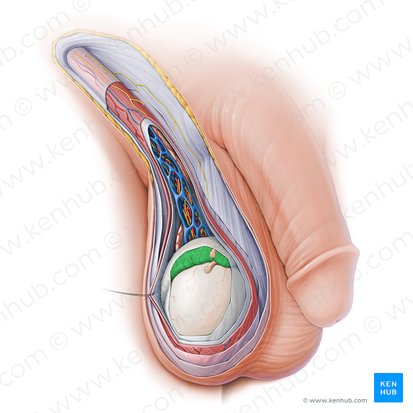 Epidídimo (Epididymis); Imagem: Paul Kim