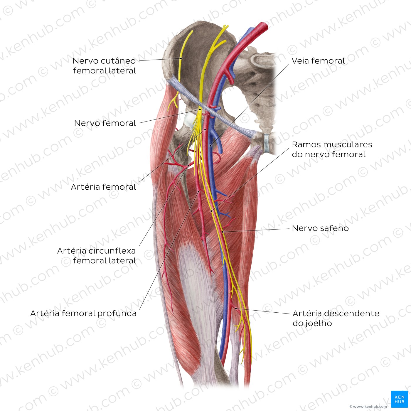 Artérias e nervos do quadril (anca) e coxa - vista anterior
