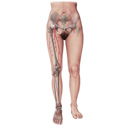 Main arteries of the lower limb