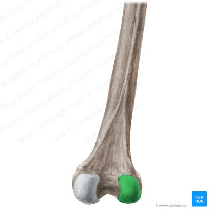 Lateral condyle of femur (Condylus lateralis femoris); Image: Liene Znotina