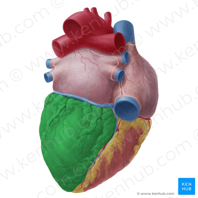 Left ventricle of heart (Ventriculus sinister cordis); Image: Yousun Koh