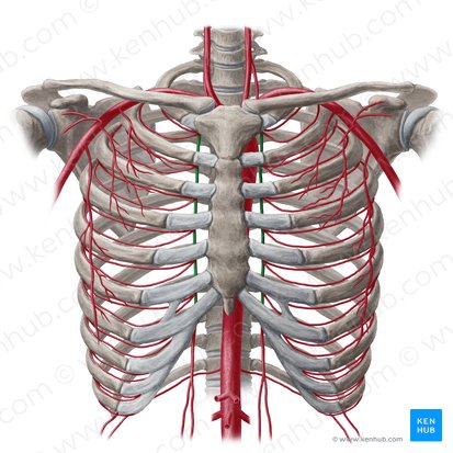 Artéria torácica interna (Arteria thoracica interna); Imagem: Yousun Koh