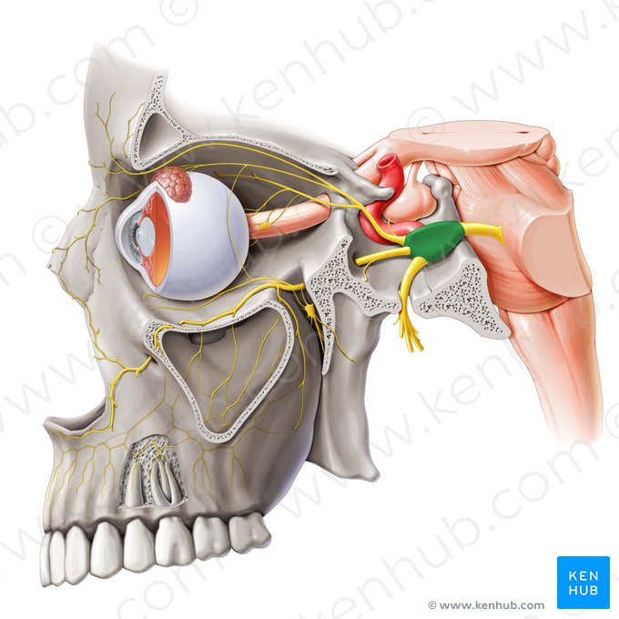 Ganglio del trigémino (Ganglion trigeminale); Imagen: Paul Kim