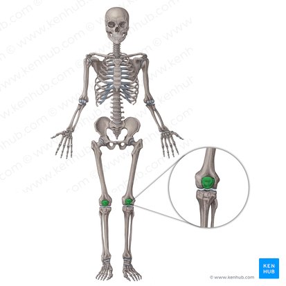 Patella; Image: Irina Münstermann