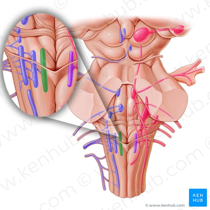 Nucleus of hypoglossal nerve (Nucleus nervi hypoglossi); Image: Paul Kim