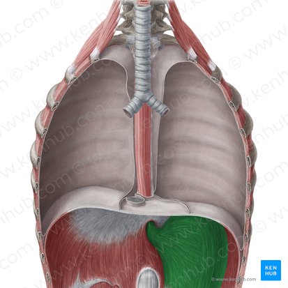 Estomac (Gaster); Image : Yousun Koh