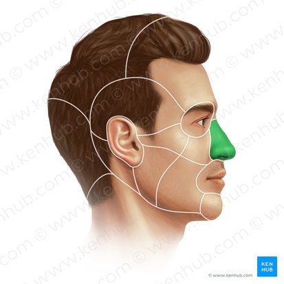 Nasal region (Regio nasalis); Image: Paul Kim