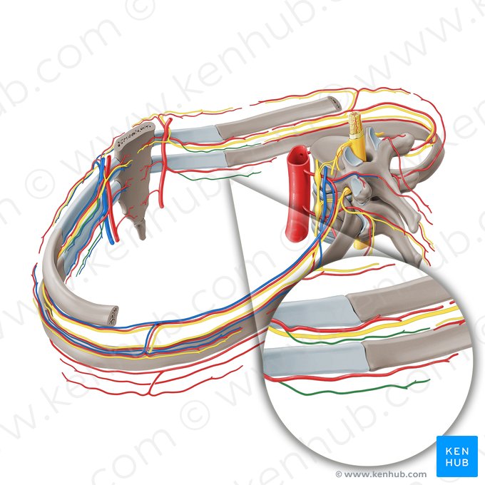 Rameau collatéral de l'artère intercostale antérieure (Ramus collateralis arteriae intercostalis anterioris); Image : Paul Kim