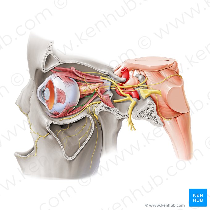 Ramo inferior do nervo oculomotor (Ramus inferior nervi oculomotorii); Imagem: Paul Kim