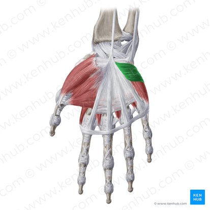 Músculo palmar curto (Musculus palmaris brevis); Imagem: Yousun Koh