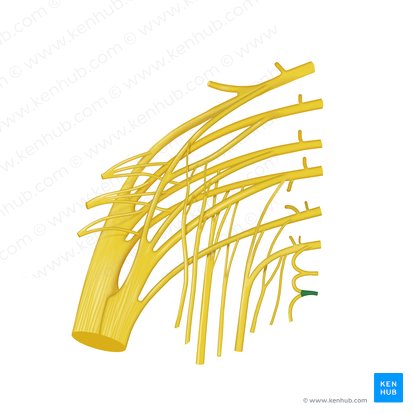 Coccygeal nerve (Nervus coccygeus); Image: Begoña Rodriguez