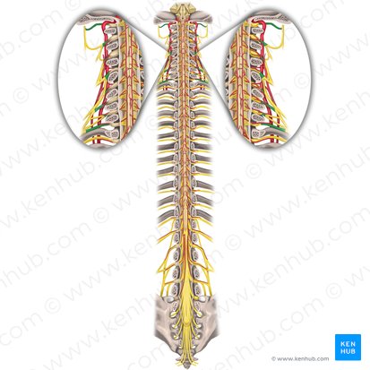 Spinal nerves C1-C8 (Nervi spinales C1-C8); Image: Rebecca Betts