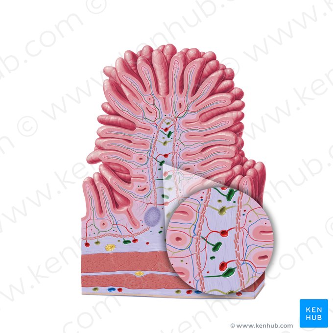 Veia da submucosa (Vena submucosae); Imagem: Paul Kim