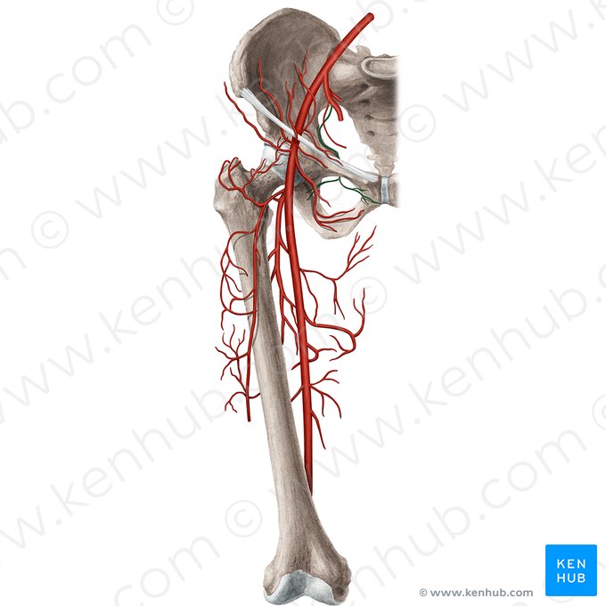 Obturator artery (Arteria obturatoria); Image: Rebecca Betts