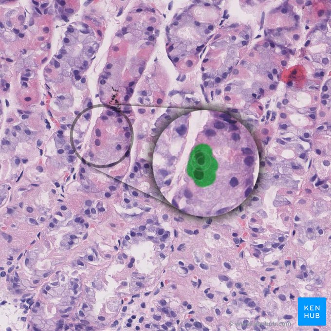 Célula parietal (Exocrinocytus parietalis); Imagen: 