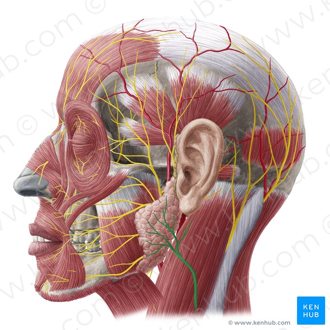 Nervo auricular magno (Nervus auricularis magnus); Imagem: Yousun Koh