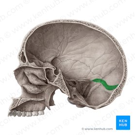 Sulco do seio transverso do osso occipital (Sulcus sinus transversi ossis occipitalis); Imagem: Yousun Koh