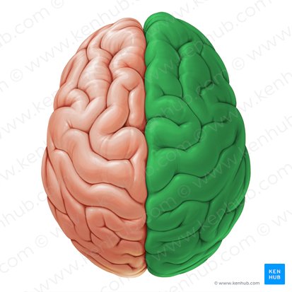Hemisphaerium dextrum cerebri (Rechte Großhirnhemisphäre); Bild: Paul Kim