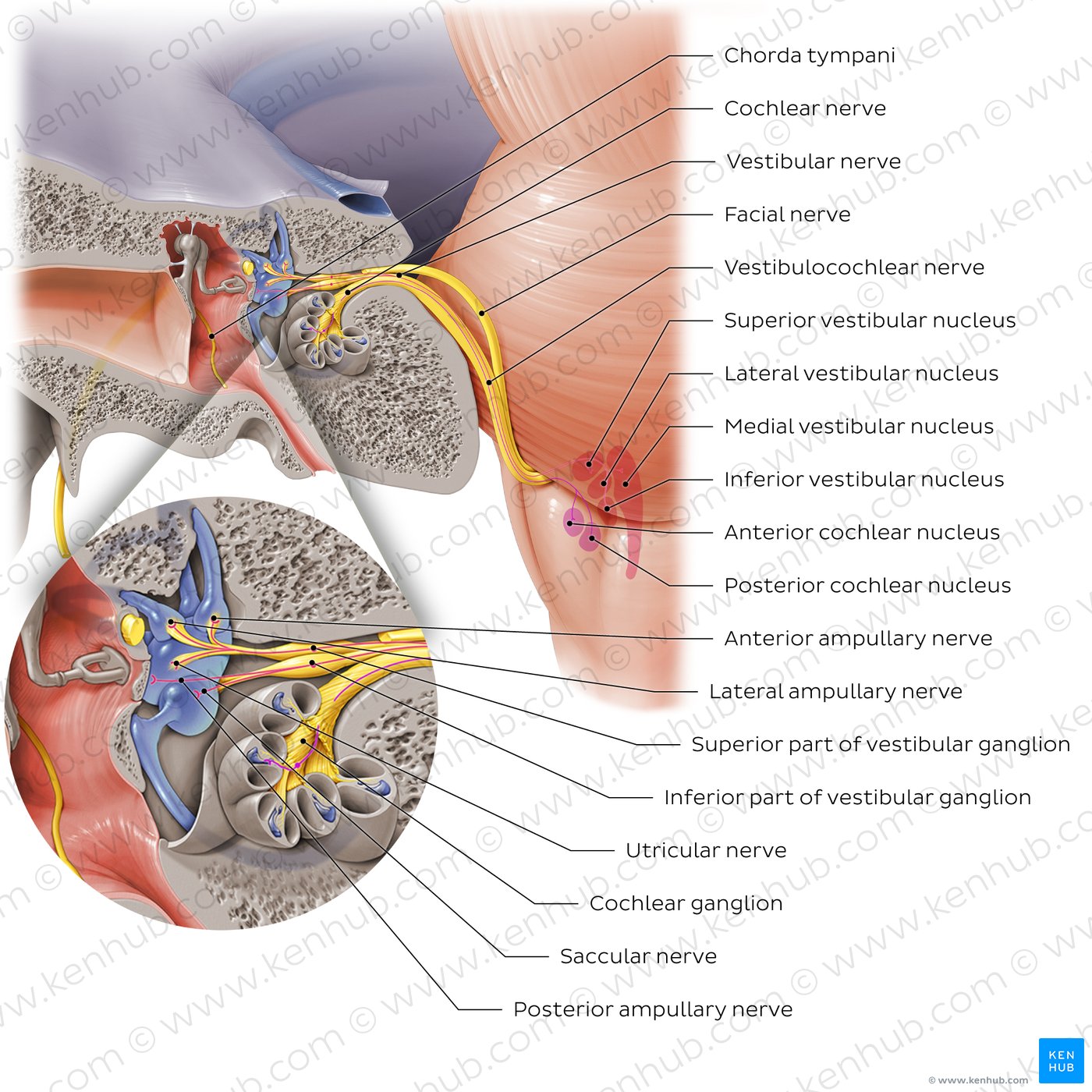 Course and branches of vestibulocochlear nerve