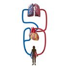 Sistema cardiovascular