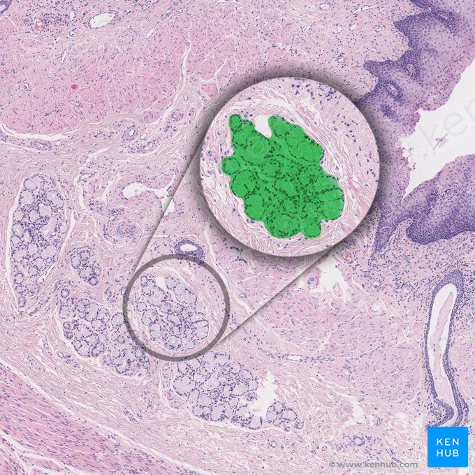 Esophageal gland proper (Glandula oesophagea propria); Image: 