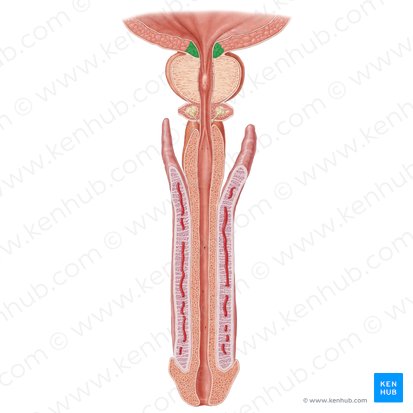 Esfíncter uretral interno (Musculus sphincter internus urethrae); Imagem: Samantha Zimmerman