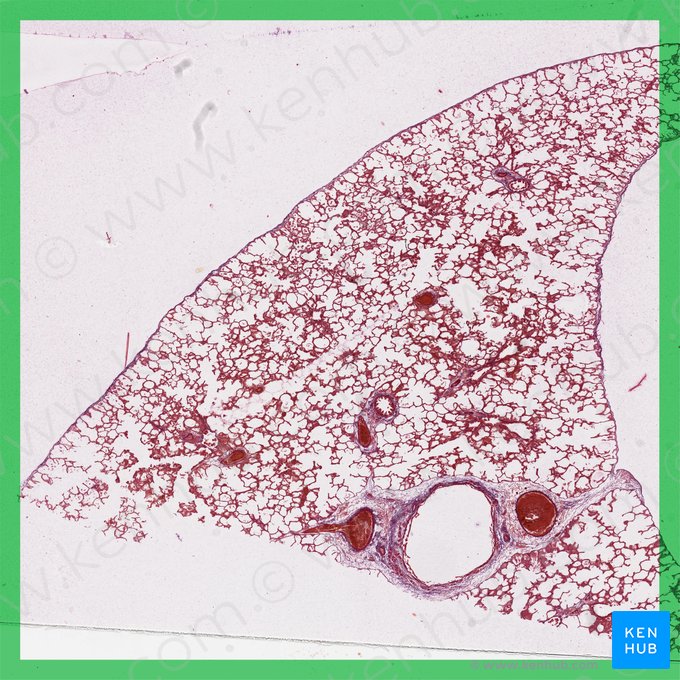 Apex of lung (Apex pulmonis); Image: 