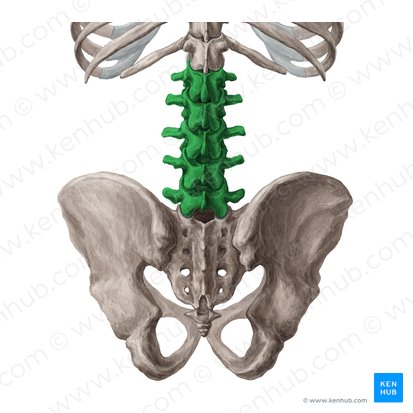 Vertebrae lumbales (Lendenwirbel); Bild: Yousun Koh