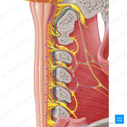 Raiz espinal do nervo acessório (Radix spinalis nervi accessorii); Imagem: Paul Kim