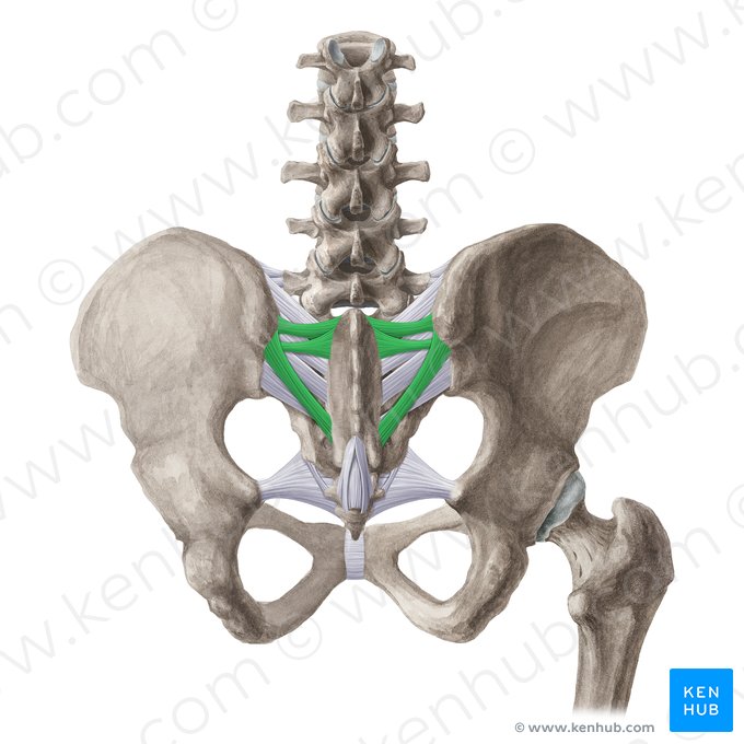 Ligamento sacroilíaco posterior (Ligamentum sacroiliacum posterius); Imagem: Liene Znotina