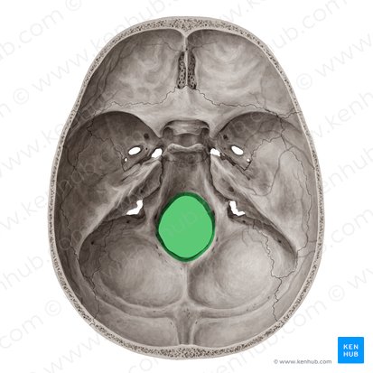 Foramen magno del hueso occipital (Foramen magnum); Imagen: Yousun Koh