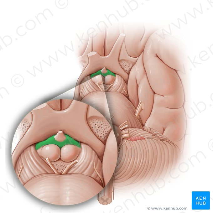 Tuber cinereum; Image : Paul Kim